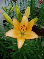 [1667 RoyalTrinity No01.JPG]